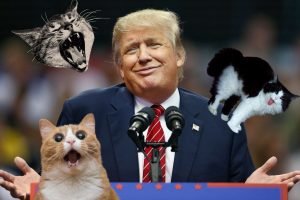 trumpgato-1200x800