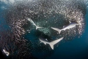 tiburones-y-sardinas (1)