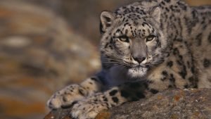 gatopardo-afganistan-especie-felino