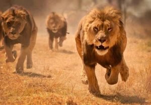 Animales-en-video-leones-corriendo